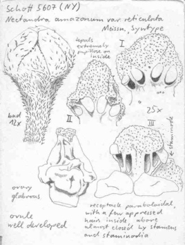 Vorschaubild Nectandra amazonum var. reticulata Meisn.